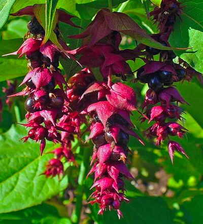 arbre faisans photo2.webp