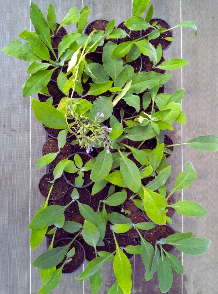 consoude caucase photo1.webp