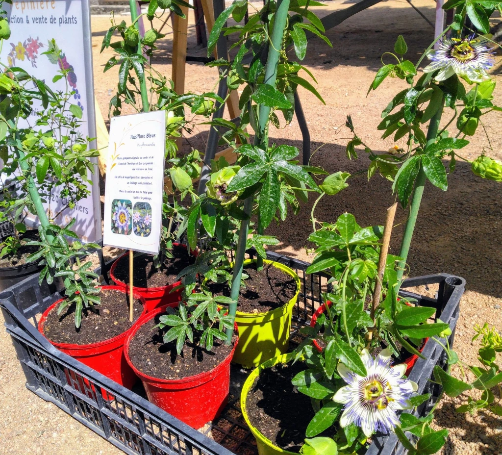 passiflore photo5.webp