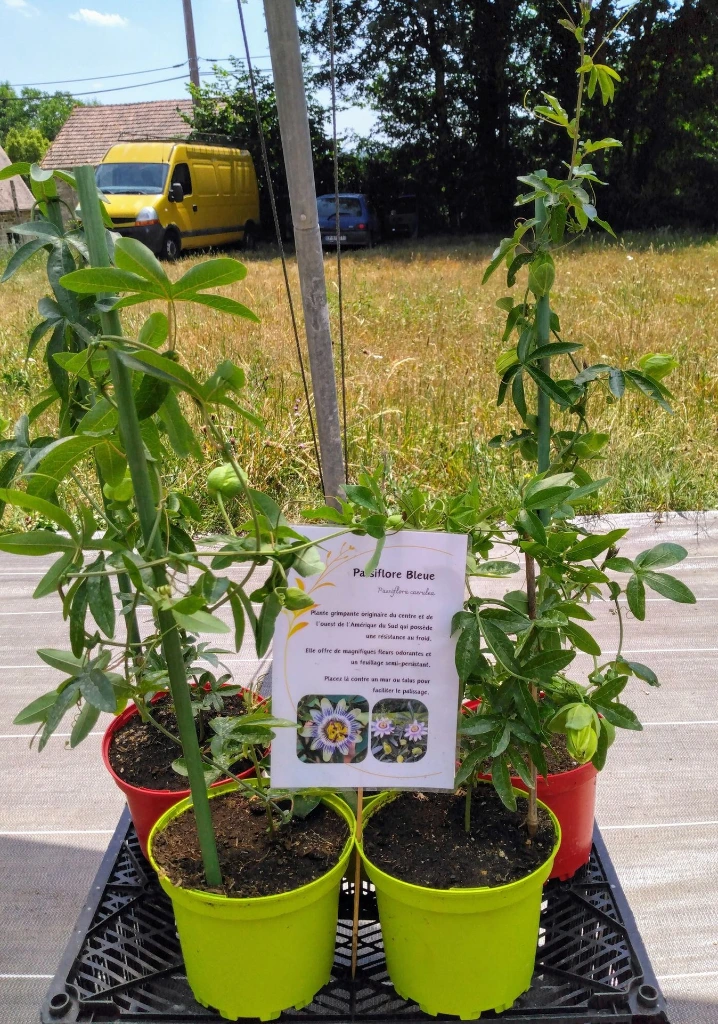 passiflore photo6.webp