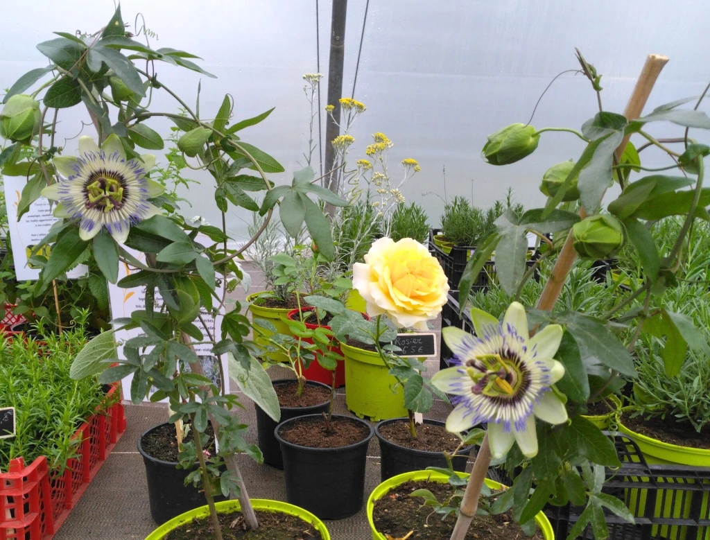 passiflore photo7.webp