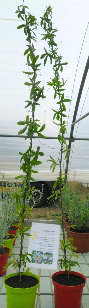 passiflore photo8.webp