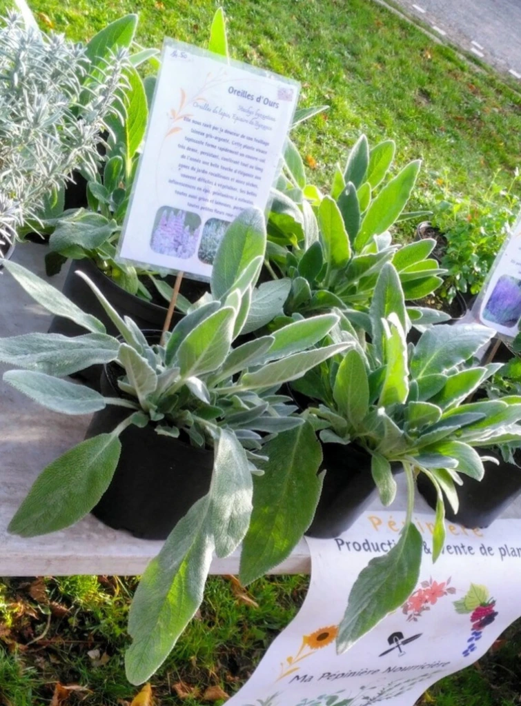 oreille ours photo3.webp