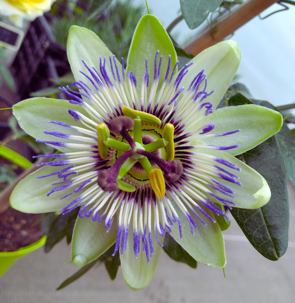 passiflore photo2.webp