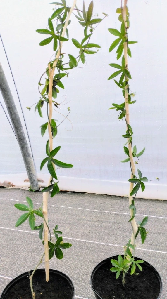 passiflore photo4.webp