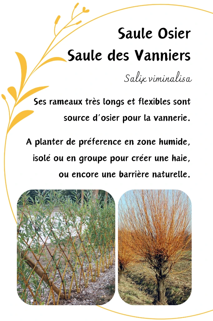 Saule osier.webp
