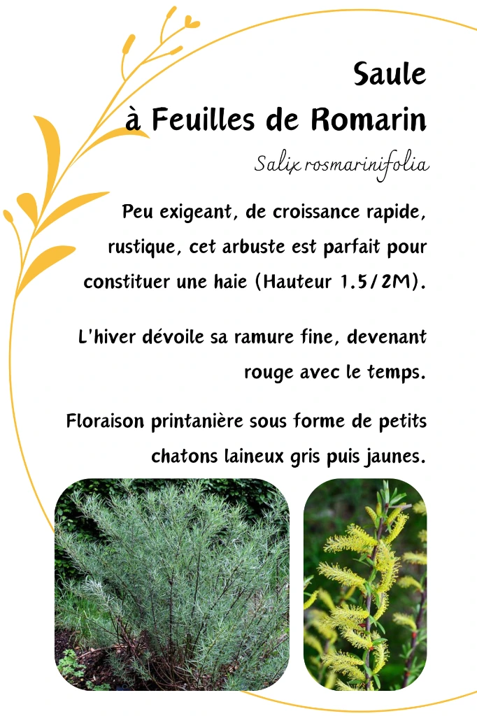 saule romarin.webp