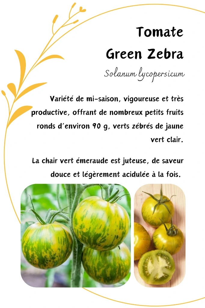 green zebra.webp