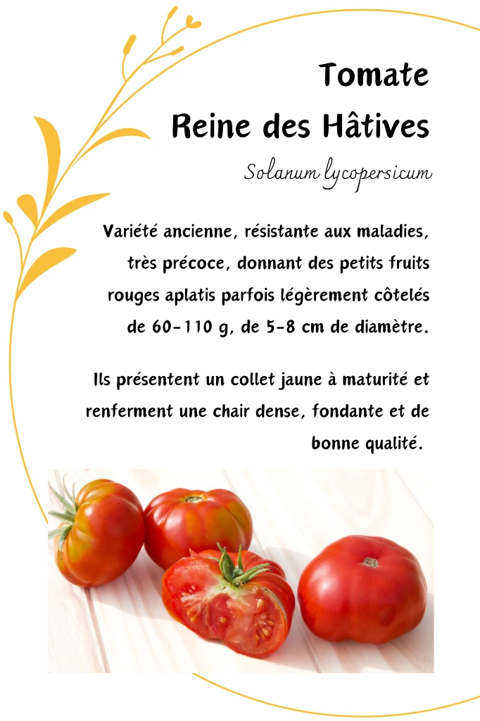 reine des hatives.webp