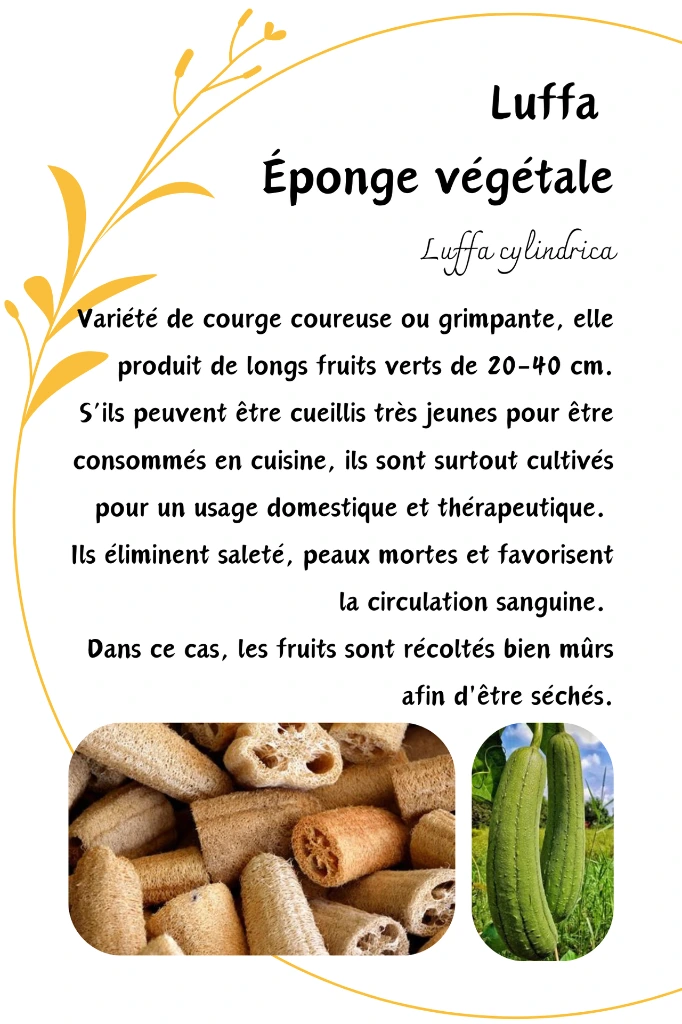 Luffa.webp