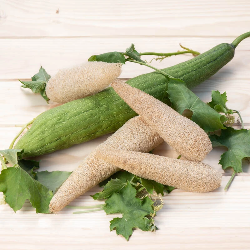luffa photo1.webp