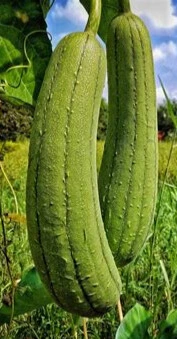 luffa photo3.webp