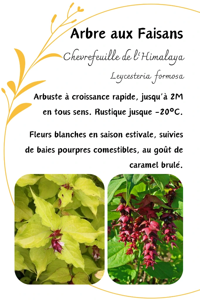 arbre faisans(1).webp