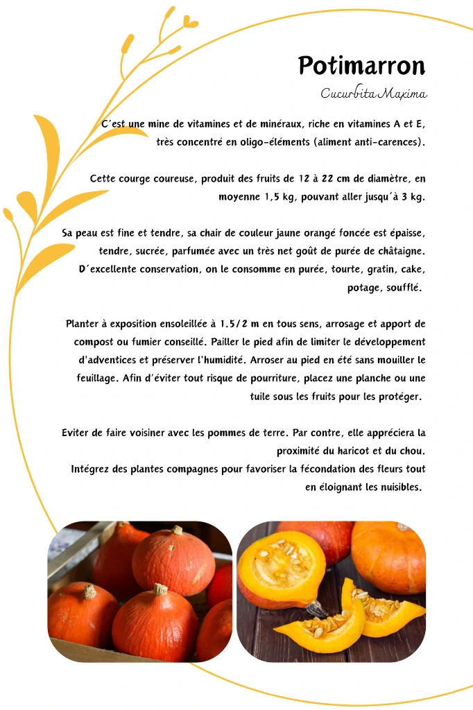 Potiron Potimarron.webp