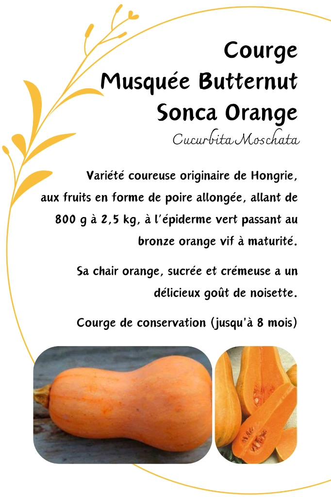 SONCA ORANGE.webp