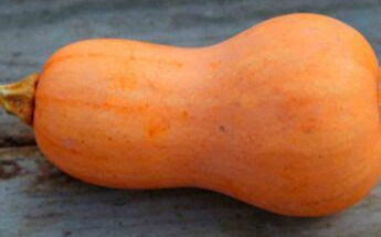 butternut photo2.jpg