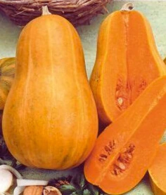 butternut photo1.webp