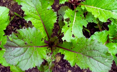 pak choi ohoto2.webp