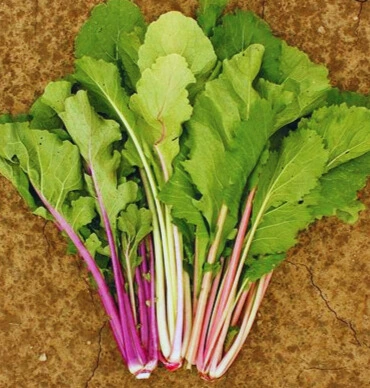 pak choi ohoto1.webp