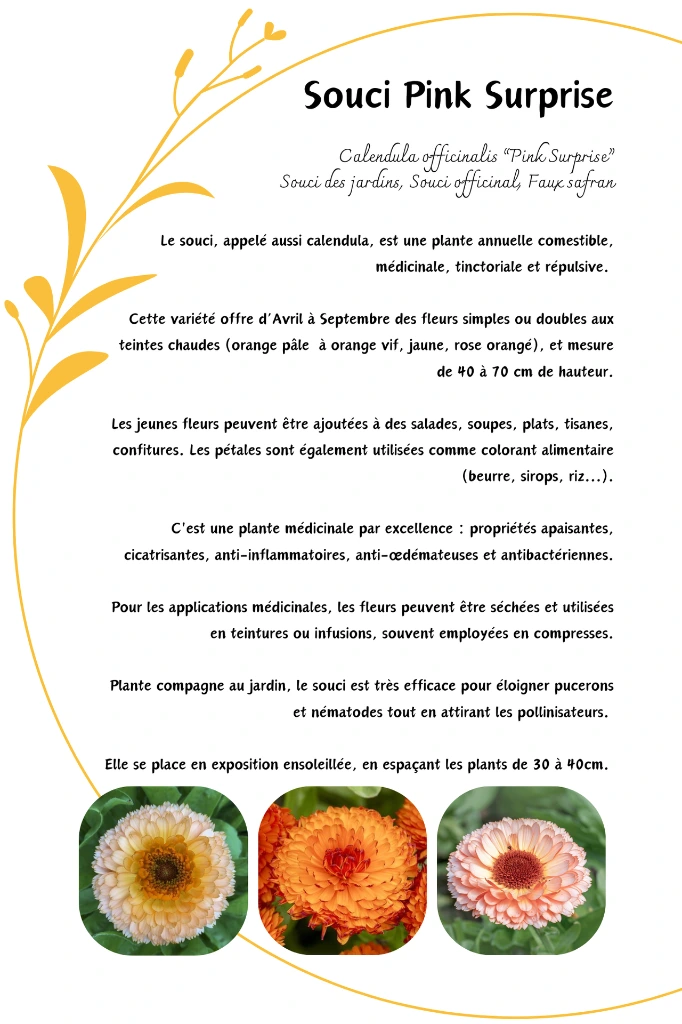 Souci Pink Surprise.webp