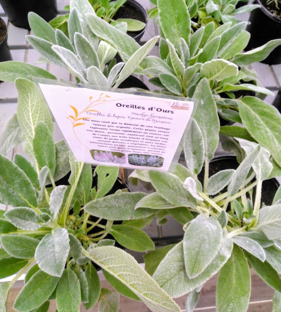 oreille ours photo2.png