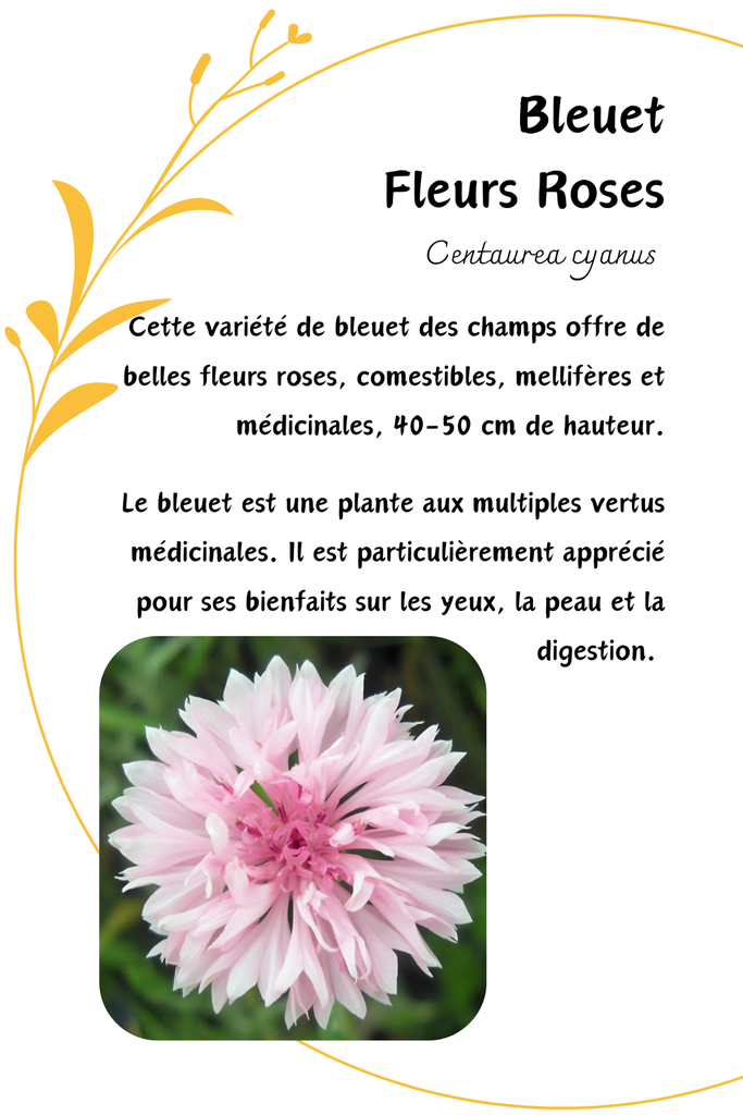 bleuet rose.png