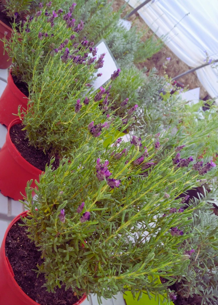 papillon photo1.webp