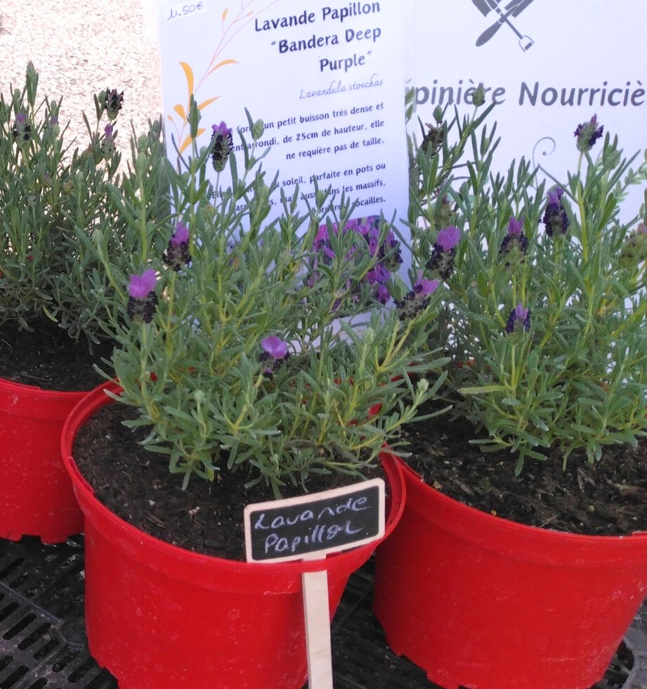 papillon photo2.webp