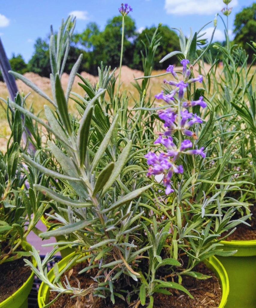 lavande munstead photo4.webp