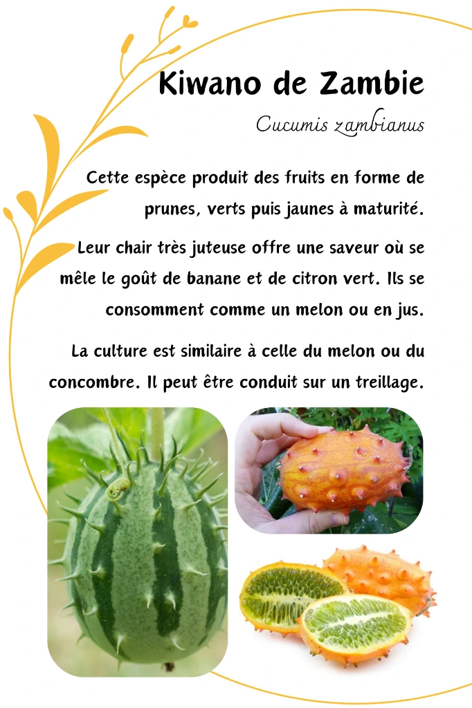 kiwano.webp
