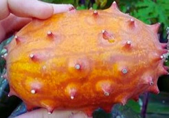 kiwano photo2.webp