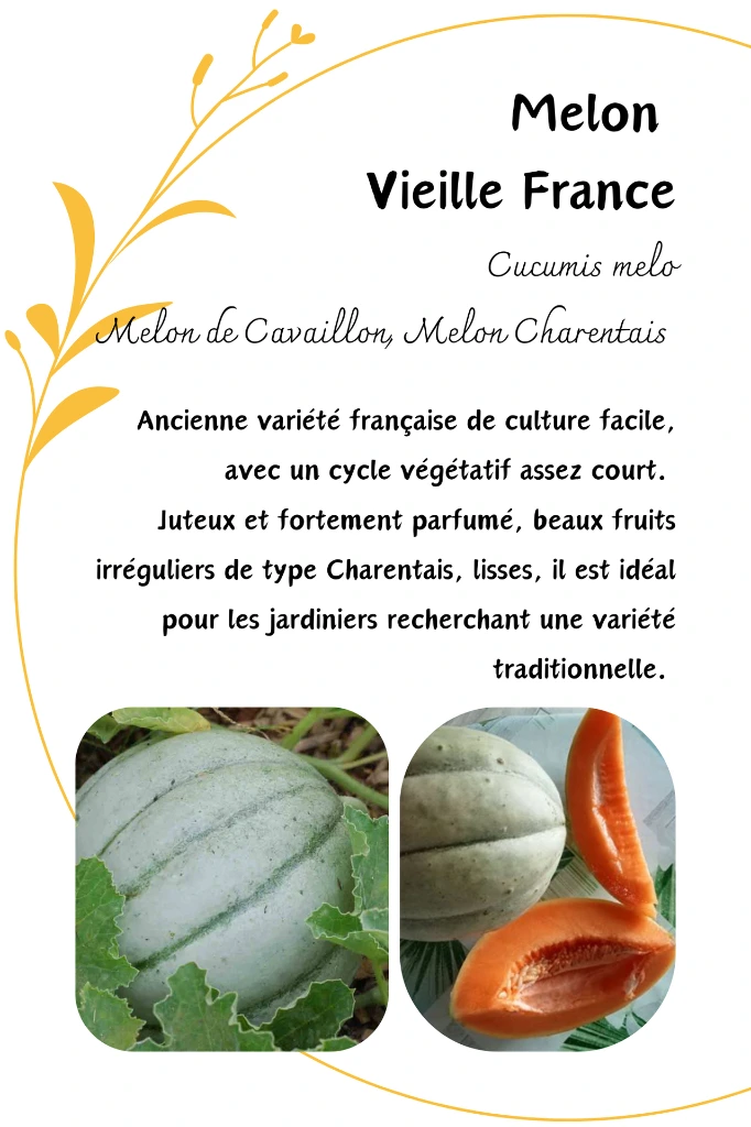 Melon VF.webp