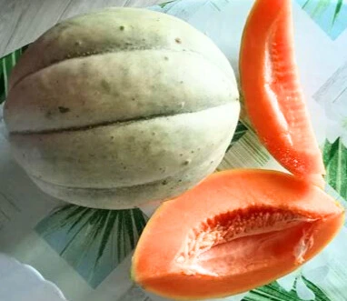 melon photo3.webp