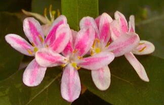 chevrefeuille tart photo2.webp