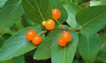 chevrefeuille tart photo3.webp