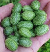 cuacumelon photo3.webp