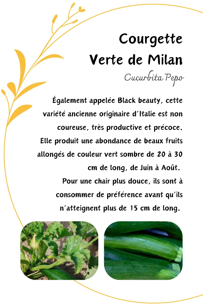 Copie de Courgette Verte de Milan.webp