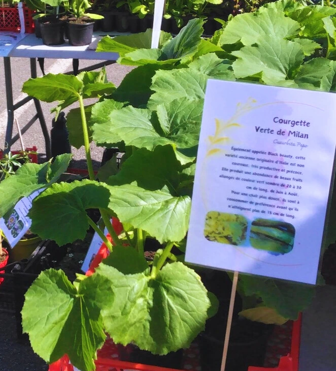 courgette verte photo2.webp