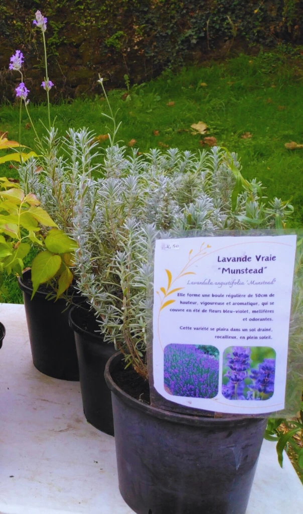 lavande munstead photo5.webp