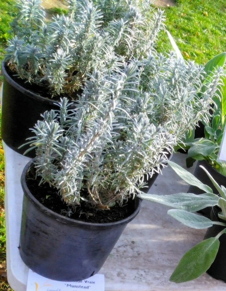 lavande munstead photo6.webp