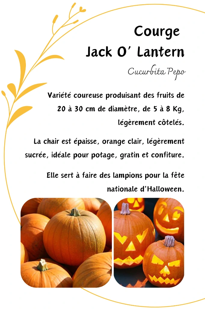 jack o.webp