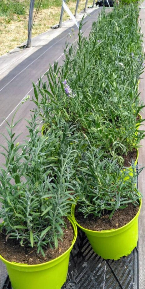 lavande munstead photo7.webp