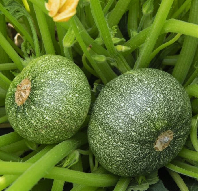 ronde nice photo2.webp