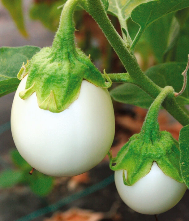 aubergine blanche photo2.webp