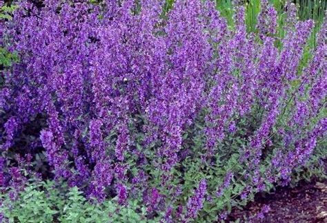 nepeta photo2.webp