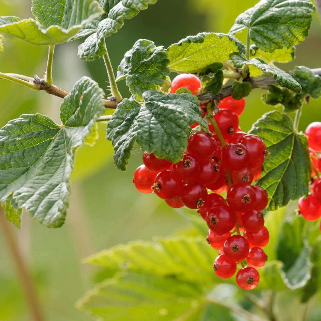 Groseillier-a-grappes-rouges-Ribes-rubrum-copyright-18079-4.webp