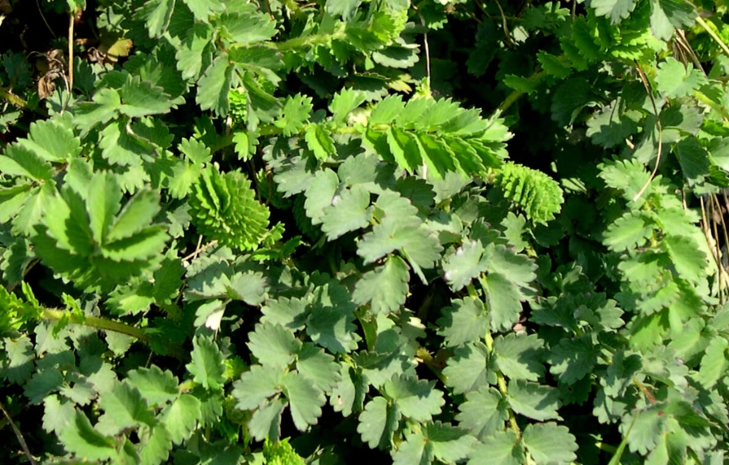 pimprennelle photo3.webp