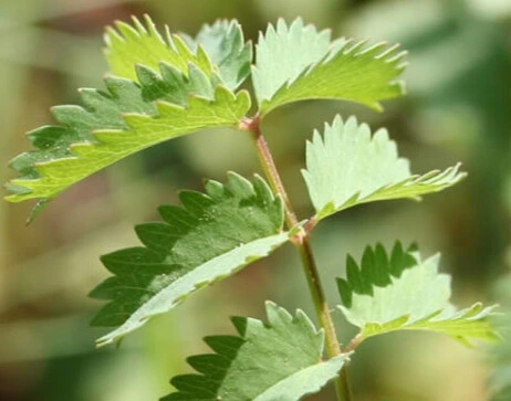 pimprennelle photo4.webp