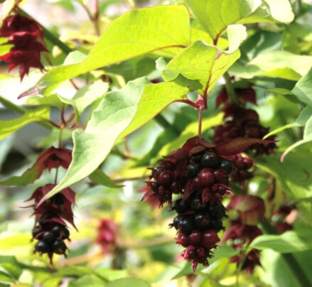 arbre faisans photo3.webp