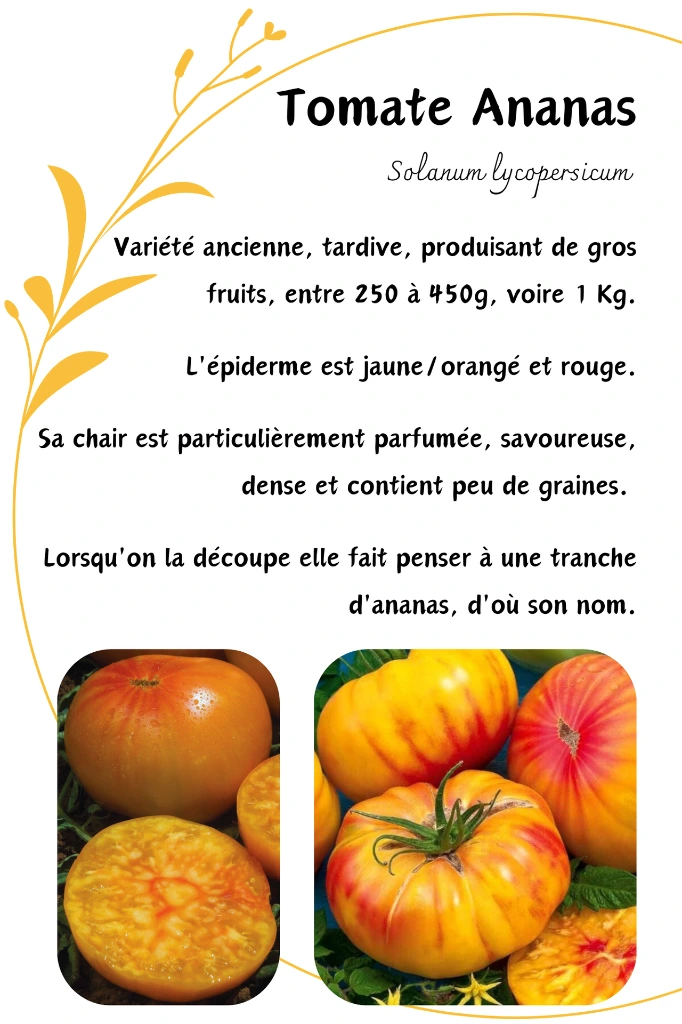 Tomate ananas.webp